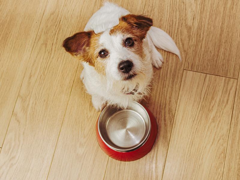 Hund mit Futternapf